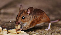 24 Hour & Emergency Exterminators in Star Lake, WI